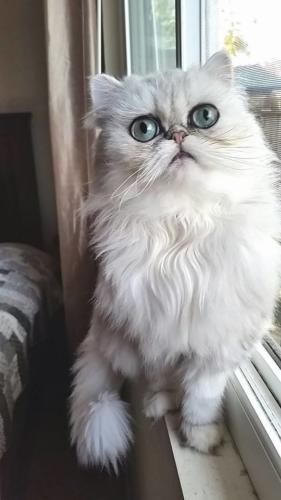 FoofooSpayed Female