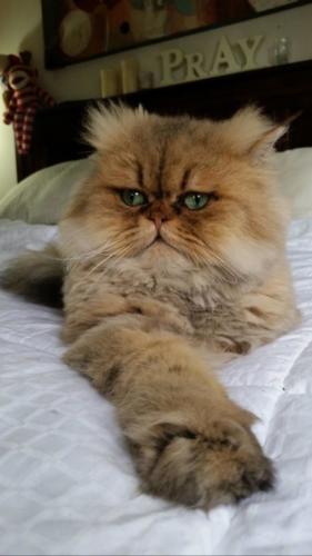 Golden HourBreeding King with his Ciat growing back from a lioncut