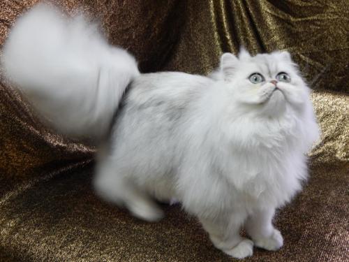 Cici, Rehomed Pet