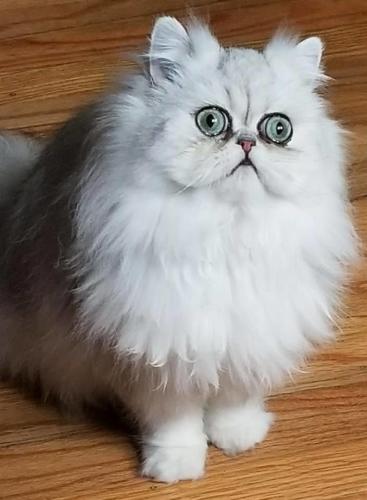 Cici Rehomed Pet